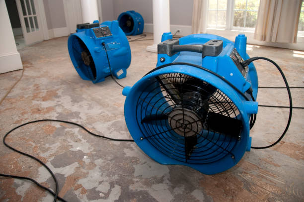 Best Mold removal after water damage  in Magnolia, AR